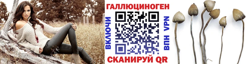 Купить где Миньяр Псилоцибиновые грибы Psilocybe